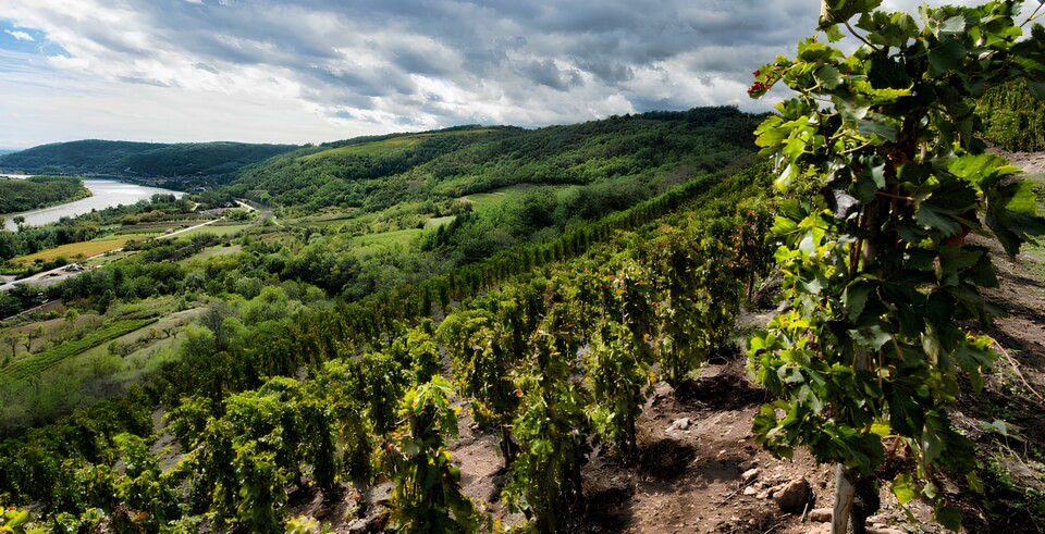 DOMAINE-GILLES-FLACHER-_1_-1